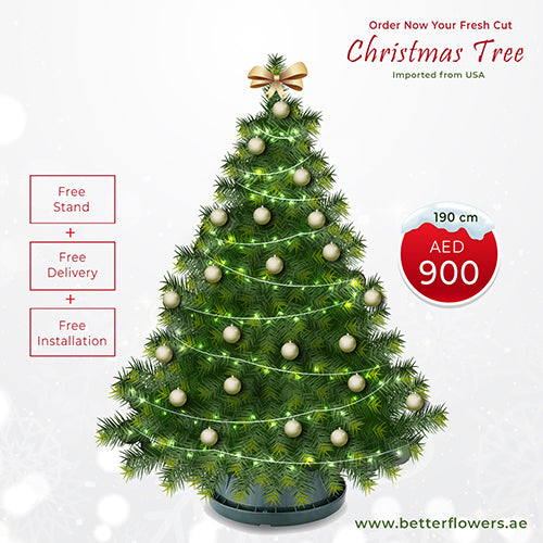 190 cm Real Fresh Cut Christmas Tree – BetterFlowers.ae